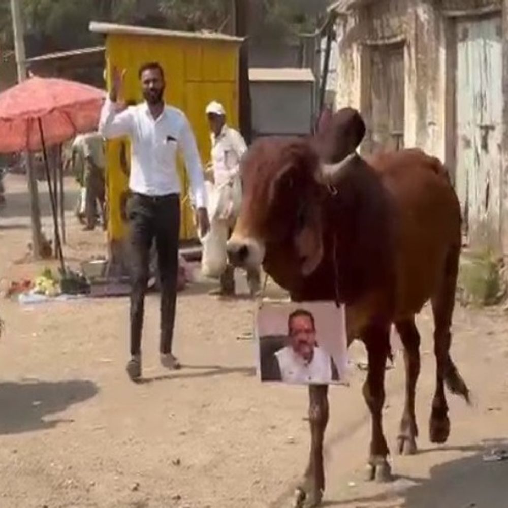 કોંગ્રેસ નેતા બળદેવ સોલંકી સામે બેવડી ફરિયાદથી વિવાદ ઘેરો બન્યો:વરતેજ થાણા બહાર 48 કલાકથી ઉગ્ર ધરણાં, ગ્રહમંત્રી અને કેબિનેટ મંત્રીના ફોટો પશુ ગળે લગાવી અનોખો વિરોધ