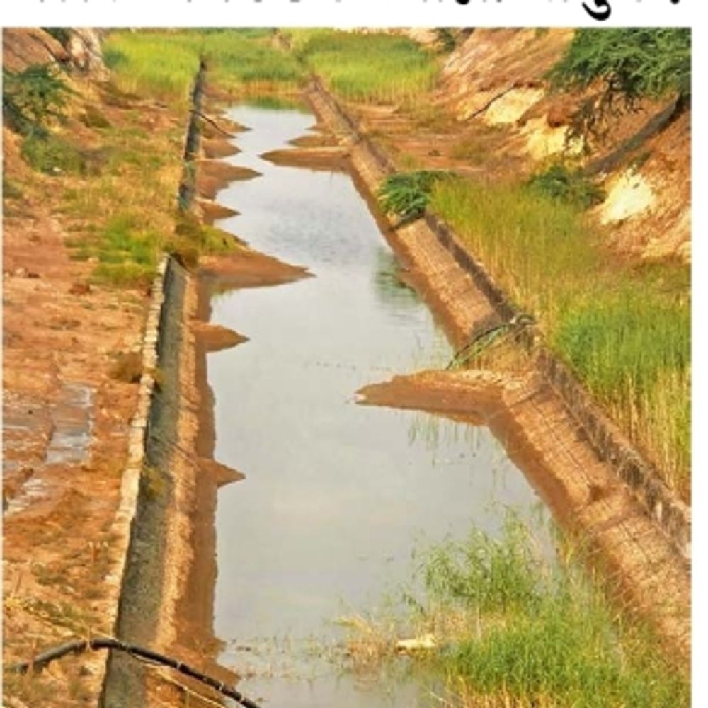 ગાગોદર કેનાલમાં પાણી ન આવતા એરંડાનો પાક સુકાયો:ગોરાસર કેનાલ તૂટેલી, સફાઈ થતી નથી: ખેડૂત