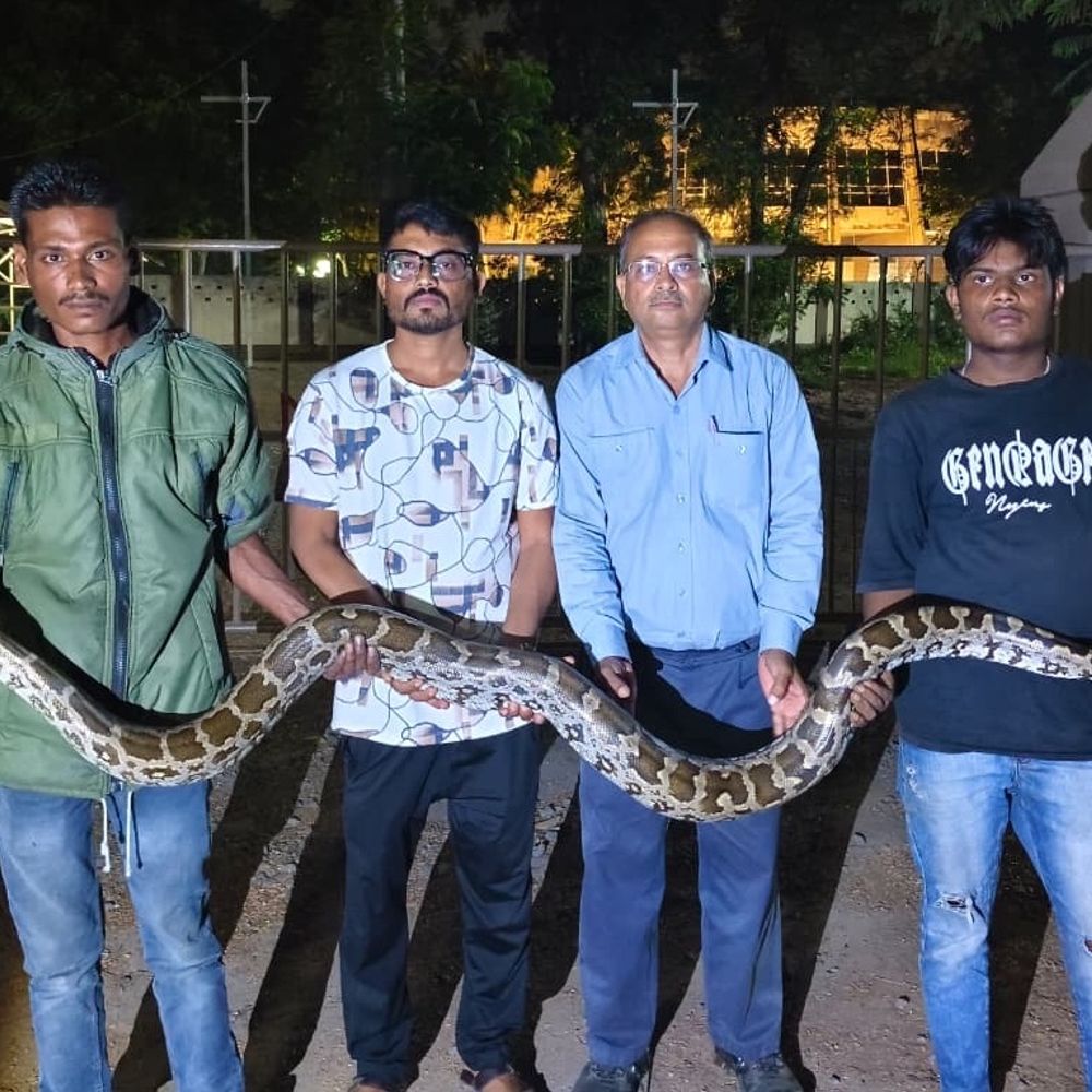 જાંબુવા GEB સબસ્ટેશનમાંથી 7 ફૂટનો અજગર પકડાયો:વન વિભાગ અને વાઇલ્ડ લાઇફ રેસ્ક્યૂ ટ્રસ્ટની ટીમે કલાકની જહેમત બાદ રેસ્ક્યૂ કર્યું