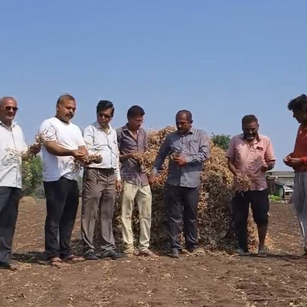 માવઠાથી ખેડૂતોના મોઢે આવેલો કોળિયો છીનવાયા જેવી સ્થિતિ:જૂનાગઢ જિલ્લાના મેંદરડા પંથકમાં કમોસમી વરસાદ અને માવઠાને કારણે મુશ્કેલીમાં, મગફળી અને સોયાબીનના પાથરા પલળી જતાં ખેડૂતોની હાલત કફોળી