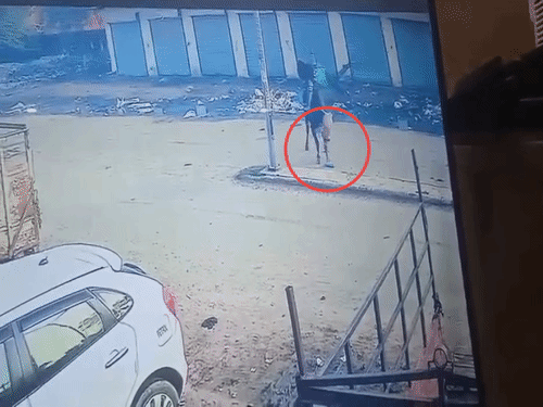 Bull on rampage in Ambala Cantt injures four, tossing school girl 7 feet in air; army teams deployed to capture it