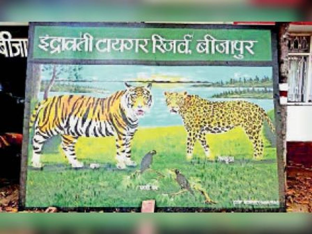 Tiger eradicated from Indravati Tiger Reserve in 6 years because no  protection at all | बड़ी लापरवाही: 6 साल में इंद्रावती टाइगर रिजर्व से बाघ  खत्म क्योंकि संरक्षण ही नहीं - Jagdalpur ...