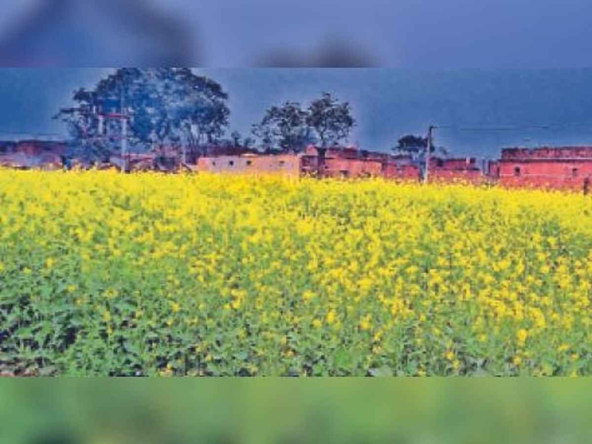 Farmers Happy After Seeing Mustard Flowers सरस क फ ल द खकर क स न ह ए ख श Dainik Bhaskar