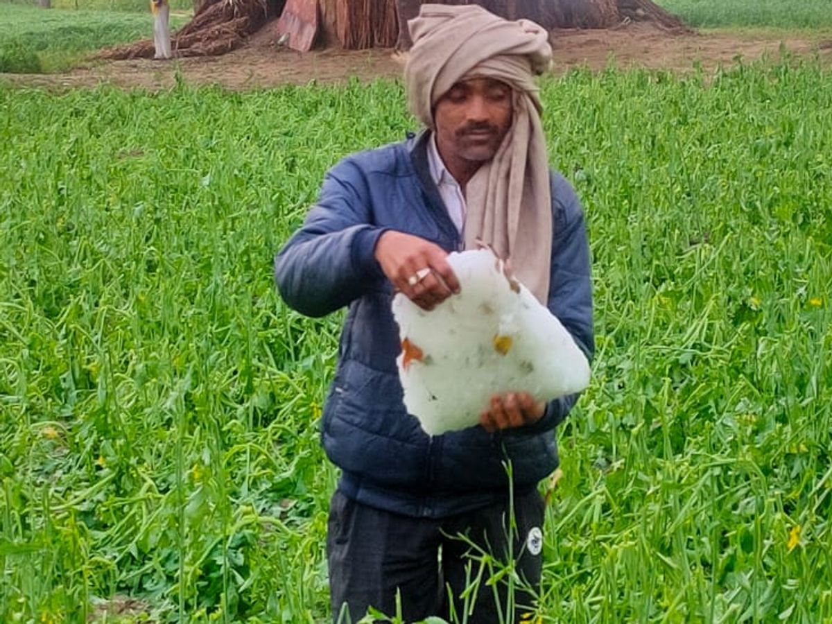 भरतपुर में जमकर गिरे ओले किसान की फसल हुई तबाह, कलेक्टर ने दिए फसल खराबे की गिरदावरी के आदेश