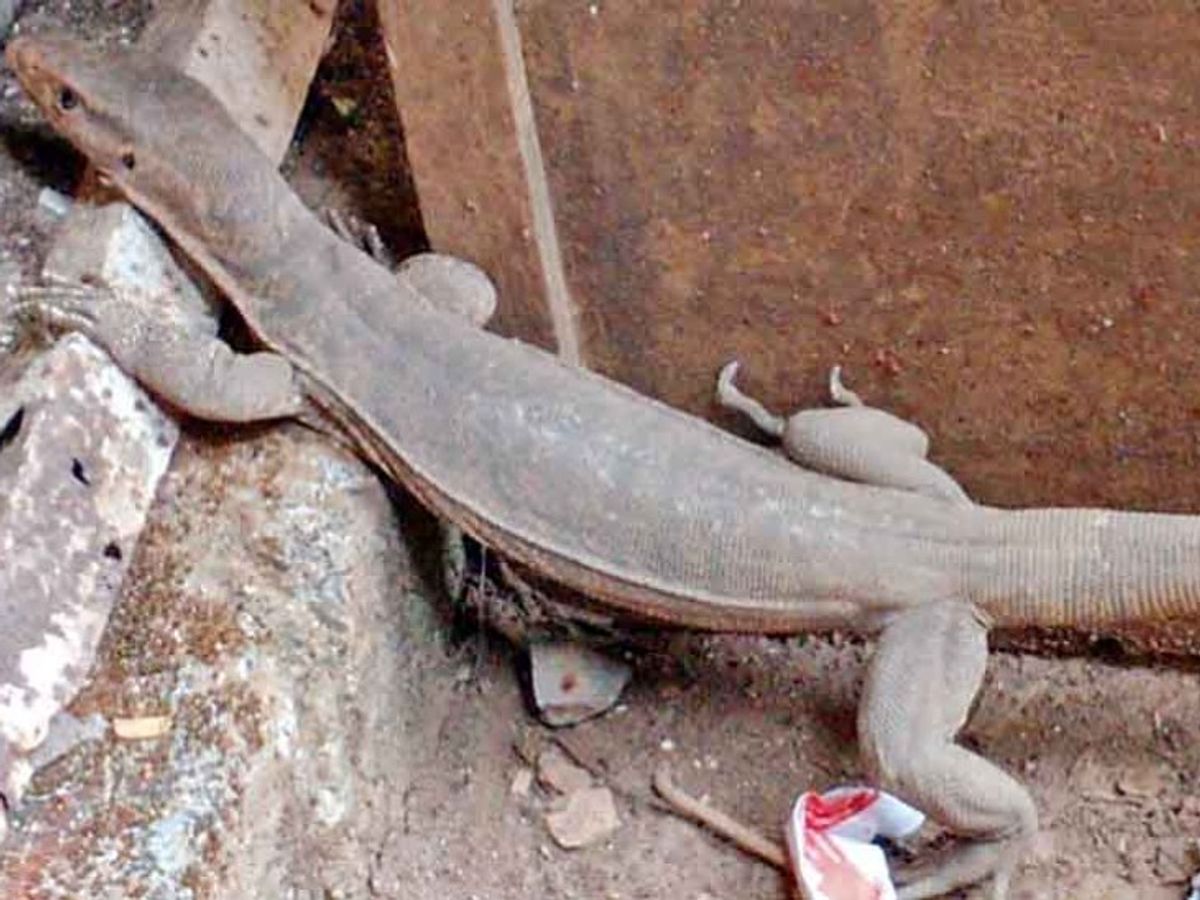 3 feet long monitor lizard found in the city, this species of lizard being  extinct, left in Kanger Valley National Park | 3 फीट लंबी मॉनिटर लिजार्ड:  शहर में मिली 3 फीट
