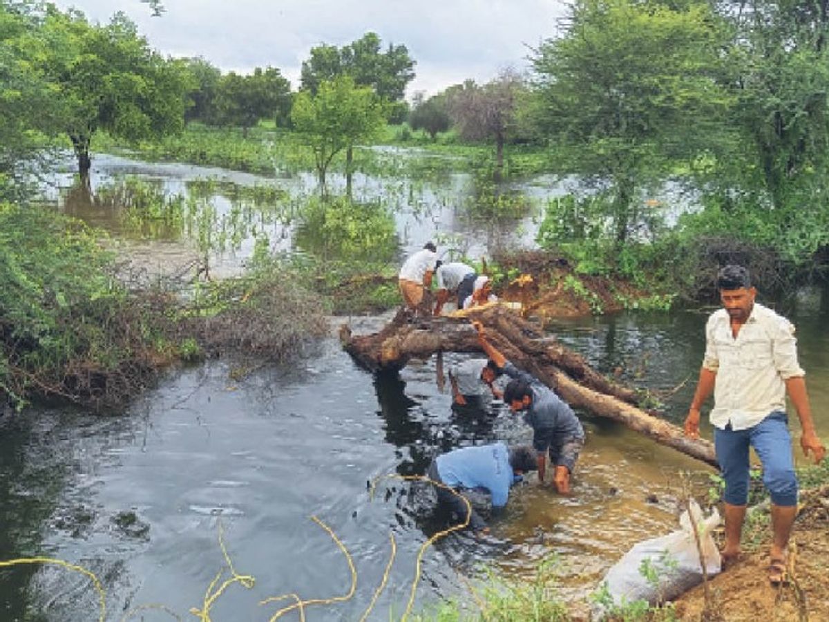 Contaminated water entered the fields, crops of moong, millet and rijka are  getting ruined | धवा में फैला जोजरी का 'तेजाब': खेतों में घुसा दूषित पानी,  मूंग, बाजरा व रिजका की फसलें