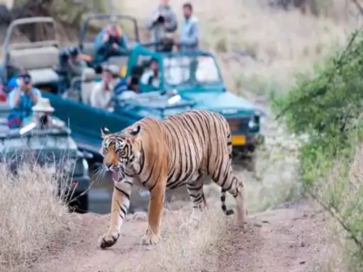 Entry of private vehicles will be banned in Sariska Tiger Reserve | सरिस्का  में नहीं जा सकेगी प्राइवेट गाड़ियां-रोडवेज बसें: सीईसी की रिपोर्ट पर  सुप्रीम कोर्ट की मुहर ...