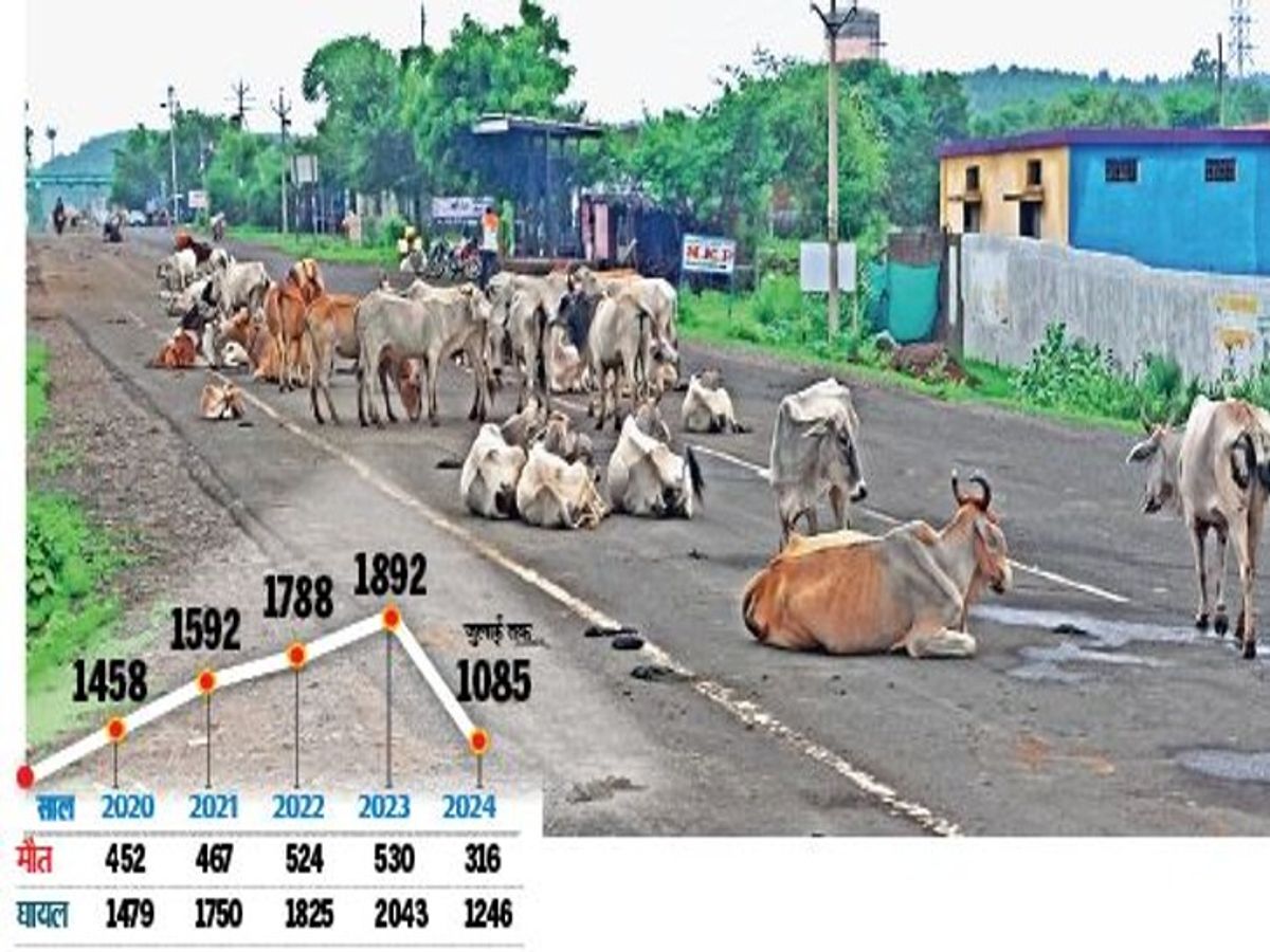 छुट्टा मवेशी और घटिया स्पीड ब्रेकर ले रहे लोगों की जान, प्रशासन बेखबर
