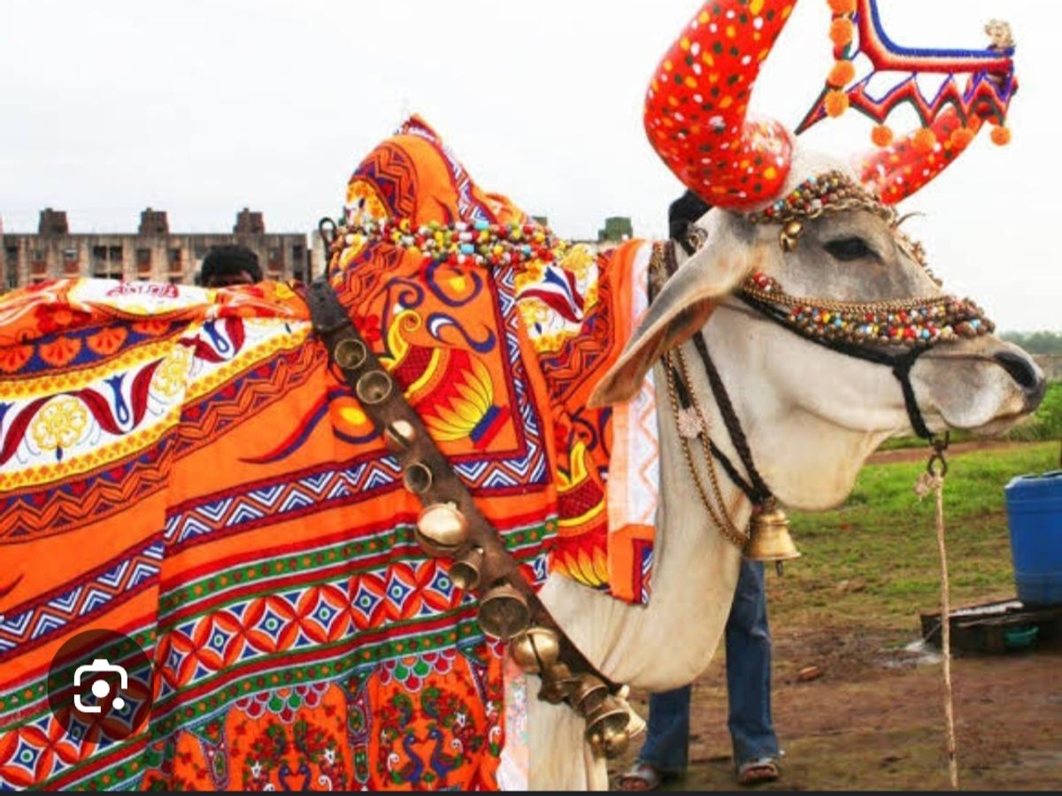 Pola festival will be celebrated tomorrow