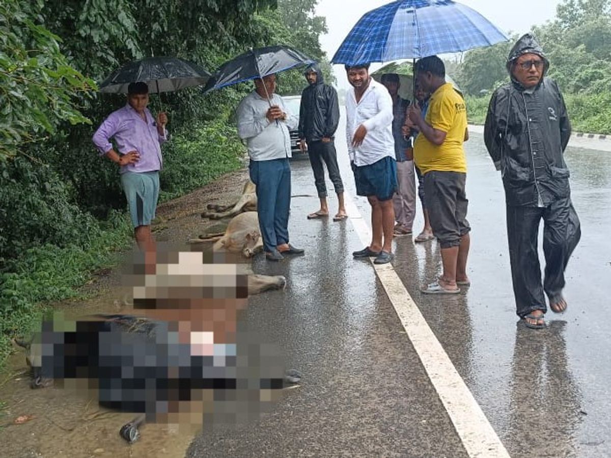 Six cattle died in road accidents in Tilhar | तिलहर में सड़क दुर्घटनाओं में  छह गोवंश की मौत: नेशनल हाईवे पर अज्ञात वाहनों ने मारी टक्कर, डीएम ने दिया  आश्वासन - Tilhar News | Dainik Bhaskar