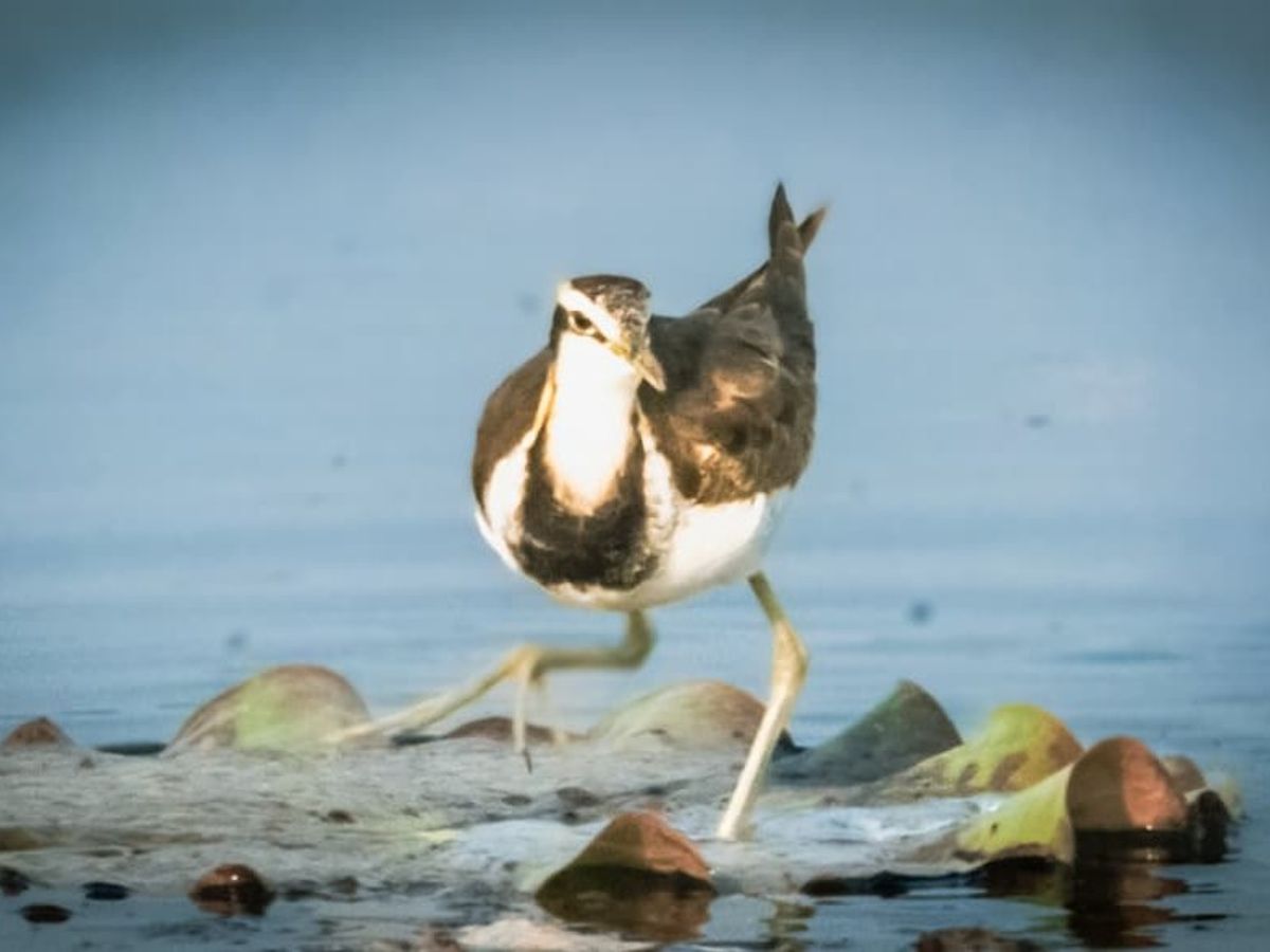 Balodabazar Yuvan Initiative | Forest Dept Bird Watching Event