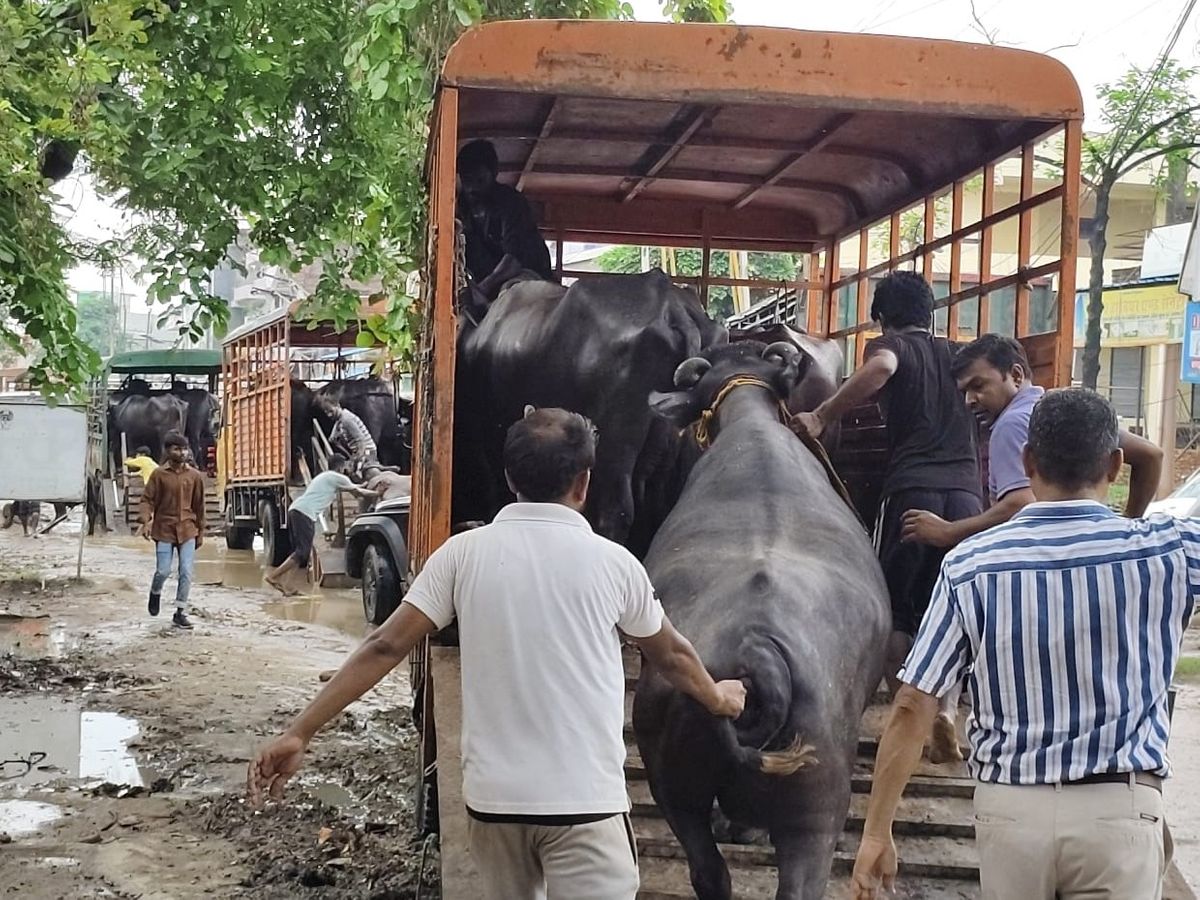 Lucknow Municipal Corporation Auction | Illegal Dairy Buffaloes News