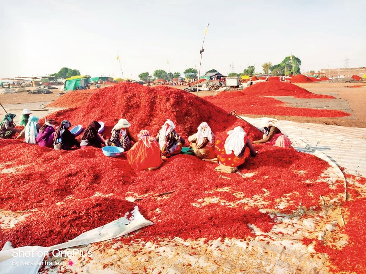 खरगोन: जीआई टैग प्राप्त बेड़िया मिर्च मंडी को ‘सी’ श्रेणी में अपग्रेड करने की मांग