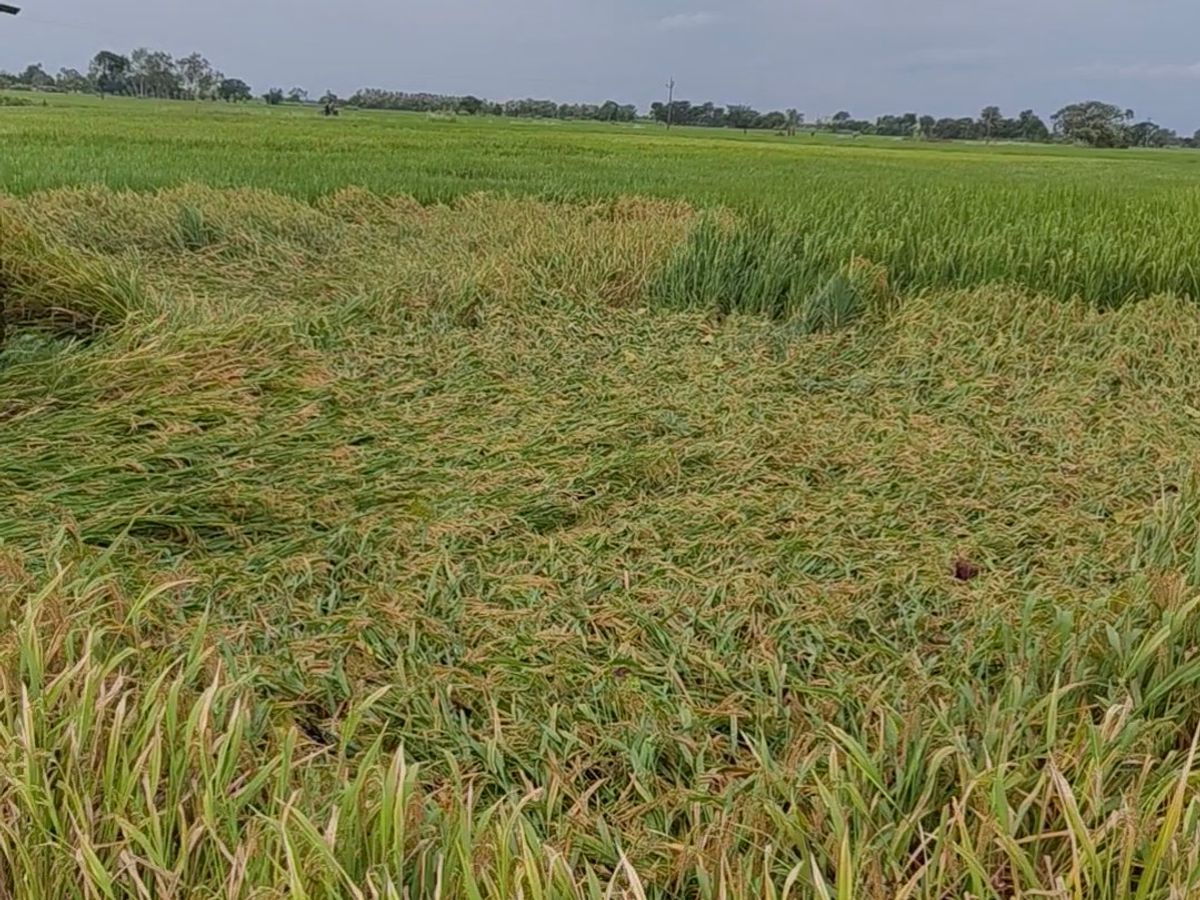 Farmers Face Crop Loss Due to Heavy Rain and Wind | Paddy Damage Update