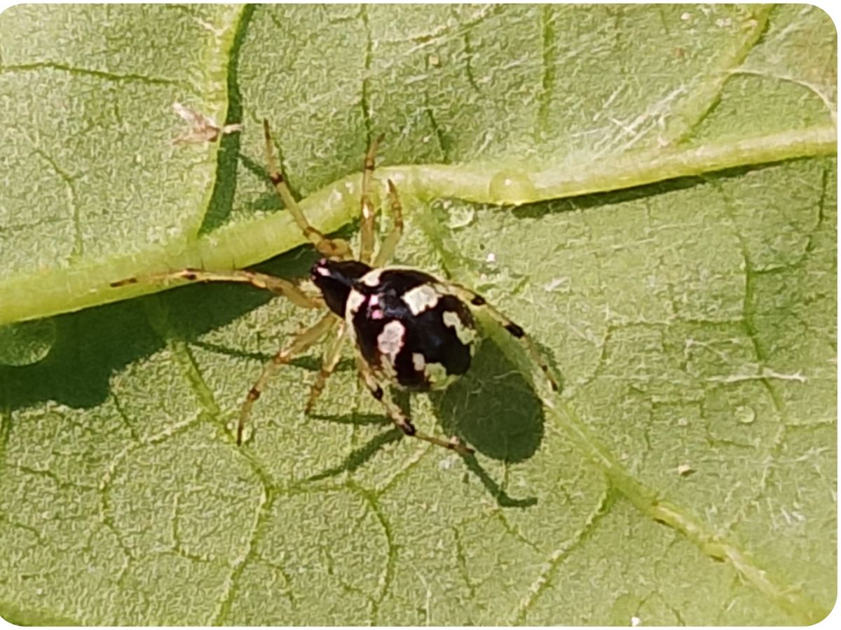 Rare Mangora Baii Spider Found in Gariaband | Chhattisgarh Biodiversity