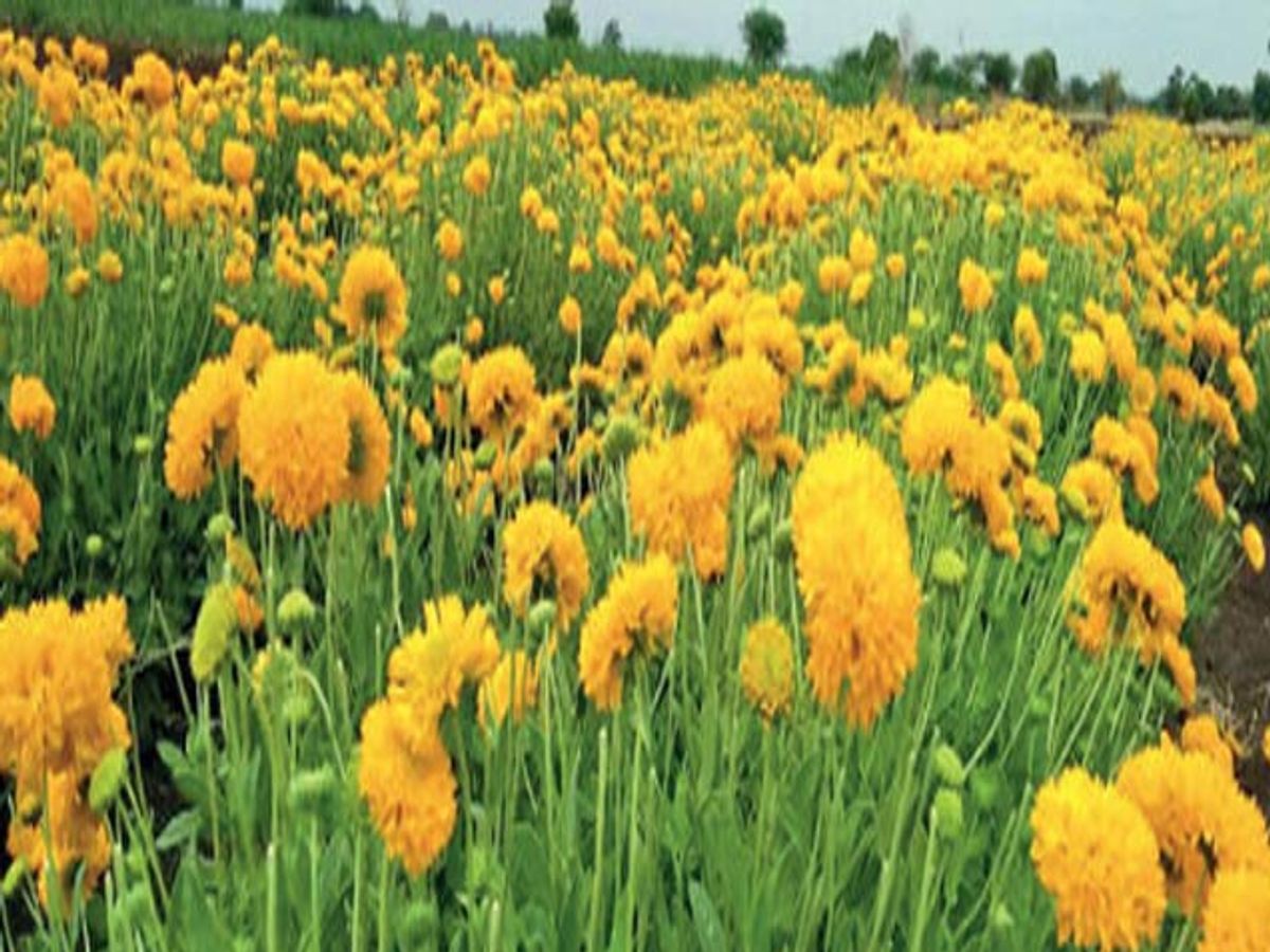 Galanda Flower Farming In Marathi | Best Flower Site