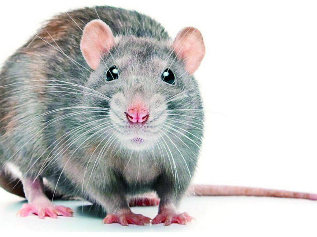 Mice are easy to catch, but