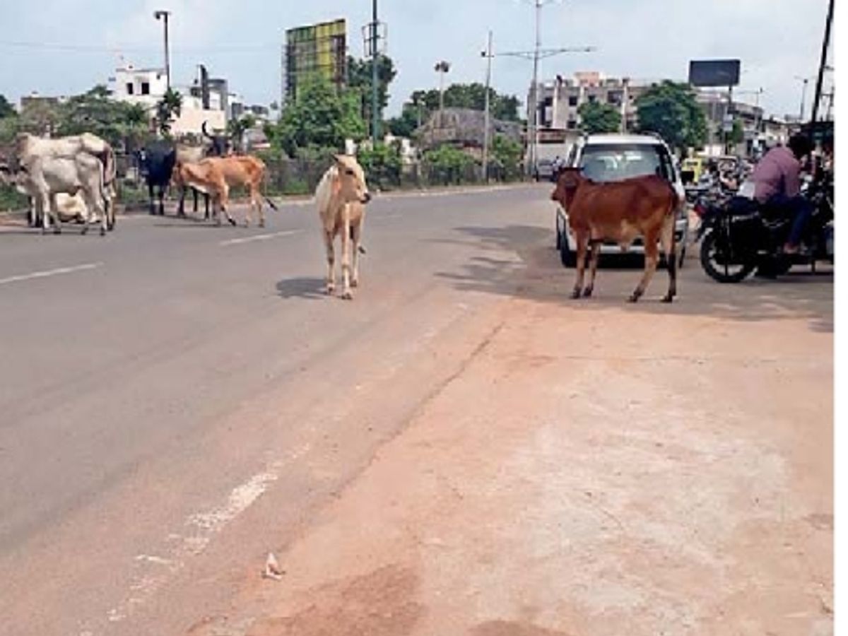 Catch us: A barrage of stray cows even in front of the Kadi Municipal  Office | રખડતાં ઢોર પકડ્યા: અમને પકડી લો : કડી પાલિકાની કચેરી આગળ પણ રખડતી  ગાયોનો અડીંગો -