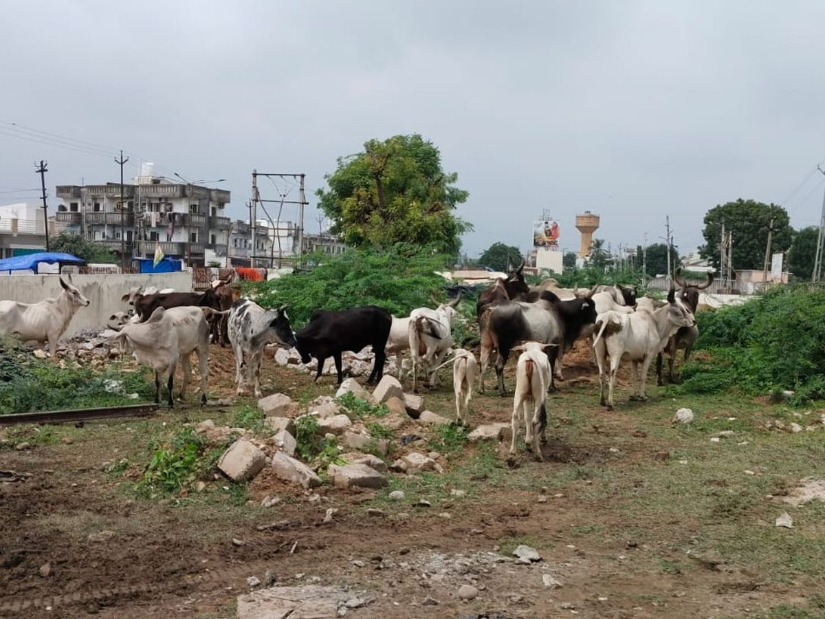 Visnagar Streets Highways Stray Cattle Caught | વિસનગર પાલિકાની રખડતા ઢોર  સામે કાર્યવાહી: હાઇવે પરથી 35 ઢોર પકડી પાંજરાપોળ મોકલાયા, વાહનચાલકોને રાહત  - Visnagar News ...