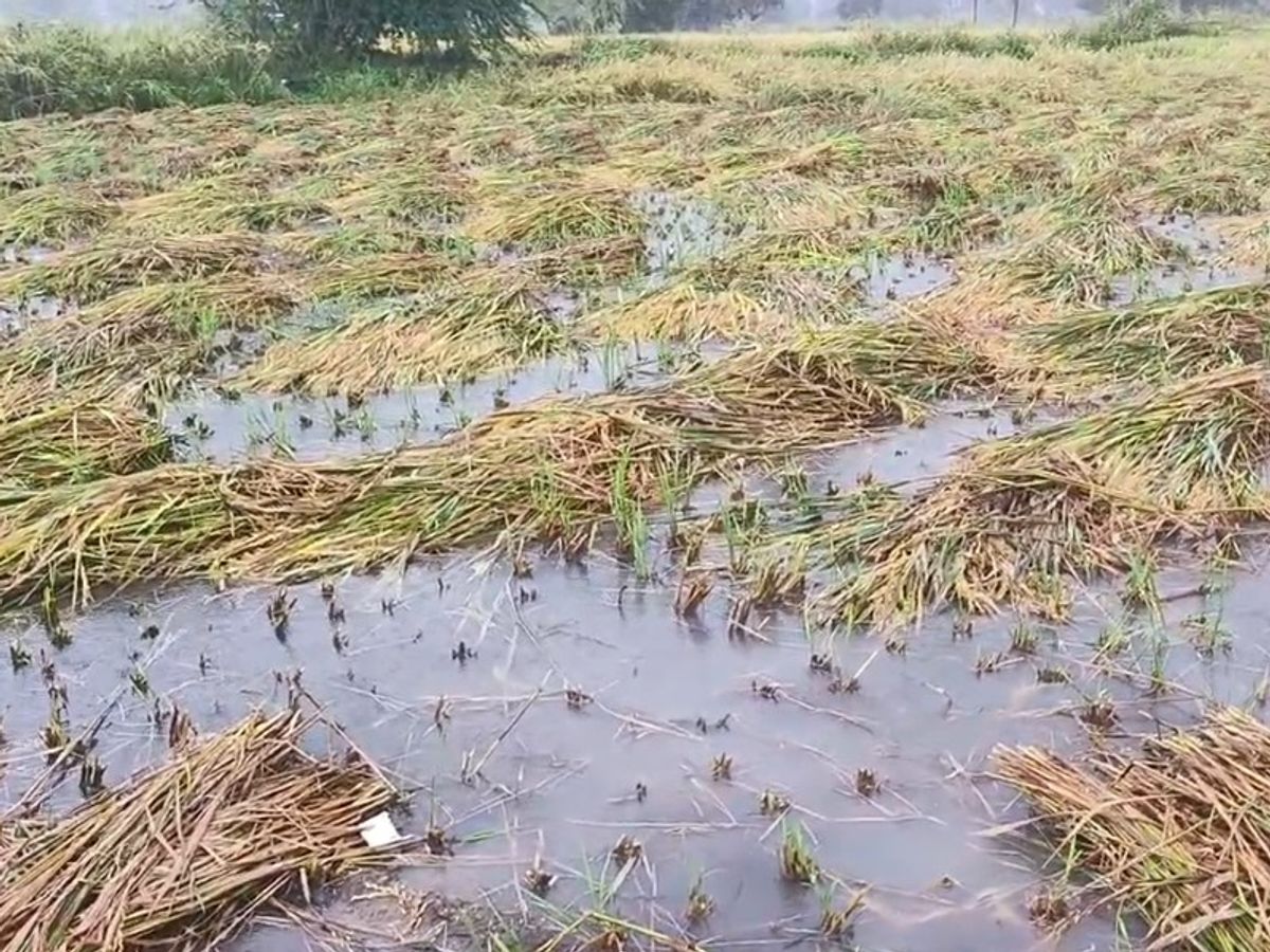 AAP demands Rs 50,000 per hectare assistance to farmers | ખેડૂતોને હેક્ટર  દીઠ 50 હજાર સહાય આપવા AAPની માગ: ગોપાલ ઇટાલિયાએ કહ્યું, ઉદ્યોગપતિઓના 16 લાખ કરોડ  માફ થઈ શકે, તો ...