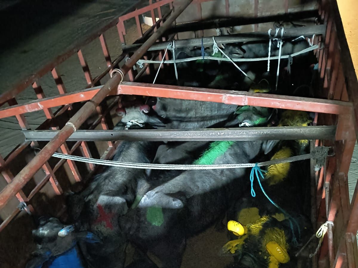 Animal smuggling attempt fails