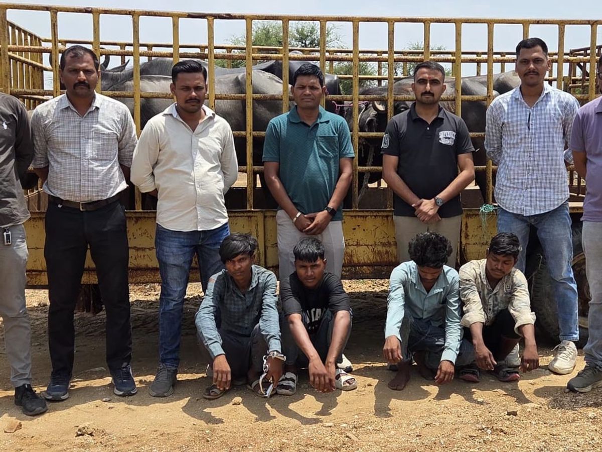 Vadali-Khedbrahma Police Nab 4 Accused With 5 Buffaloes