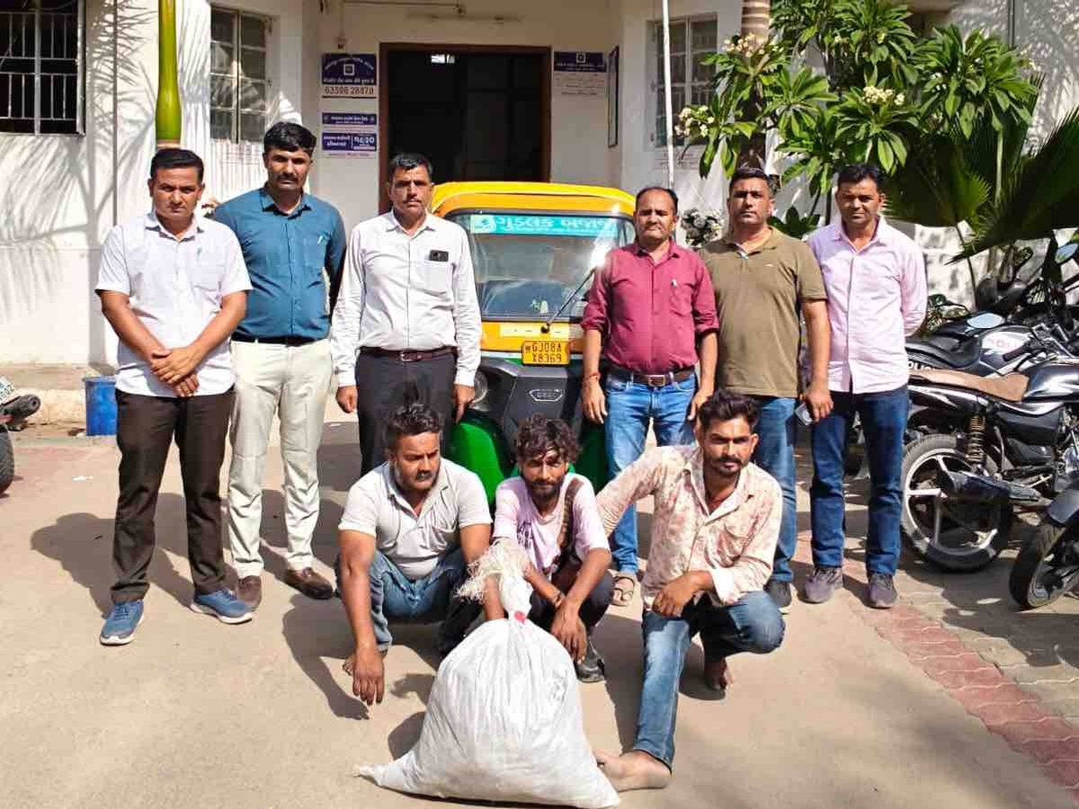 Palanpur Drug Bust: 4.6 Kg Ganja Seized, Three Arrested | 4.42 Lakh  Valuables