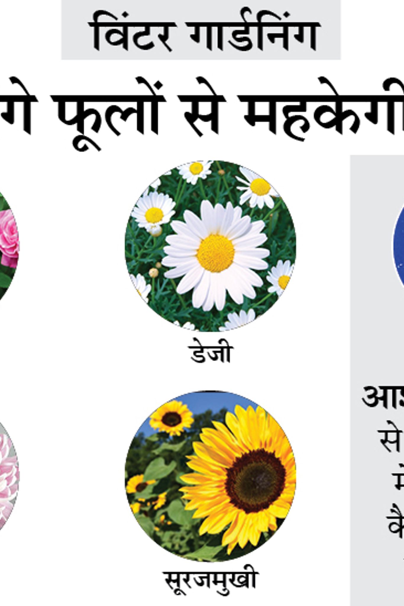 indian-flowers-images-with-names-in-hindi-best-flower-site