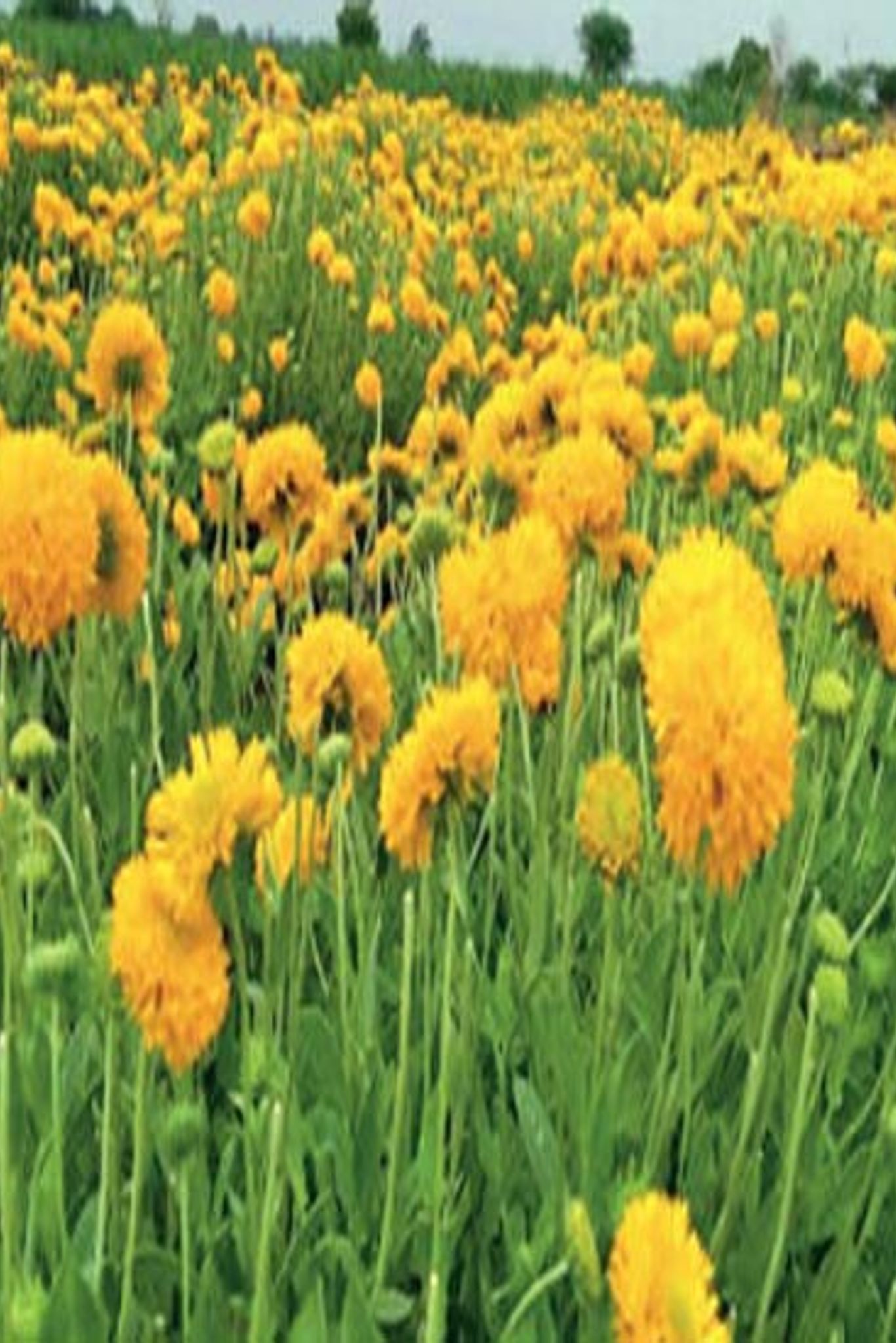 Galanda Flower Information In Marathi | Best Flower Site