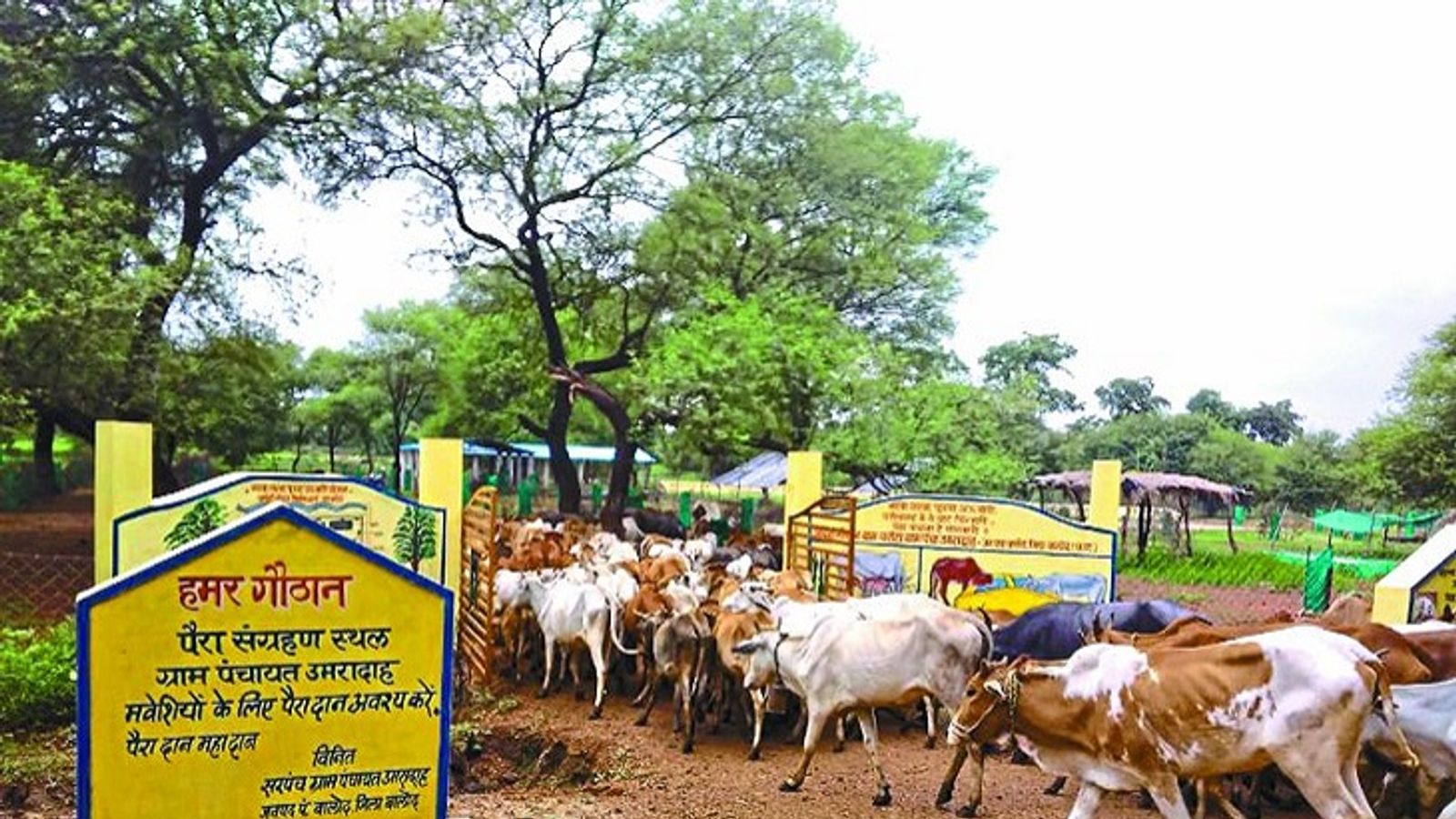 à¤à¤¤à¥à¤¤à¥à¤¸à¤à¤¢à¤¼ à¤®à¥à¤ 2800 à¤à¥à¤ à¤¾à¤¨ à¤¸à¥à¤µà¤¾à¤µà¤²à¤à¤¬à¥ à¤¹à¥ à¤à¤, 12.60 à¤à¤°à¥à¤¡à¤¼ à¤à¤¾ à¤à¥à¤¬à¤° à¤à¥à¤¦ à¤à¥ à¤à¤®à¤¾à¤ à¤¸à¥ à¤à¤°à¥à¤¦ à¤¡à¤¾à¤²à¤¾ | 2800 Gothans became self-supporting in Chhattisgarh, bought cow dung worth 12.60 crores with their own earnings - Dainik Bhaskar