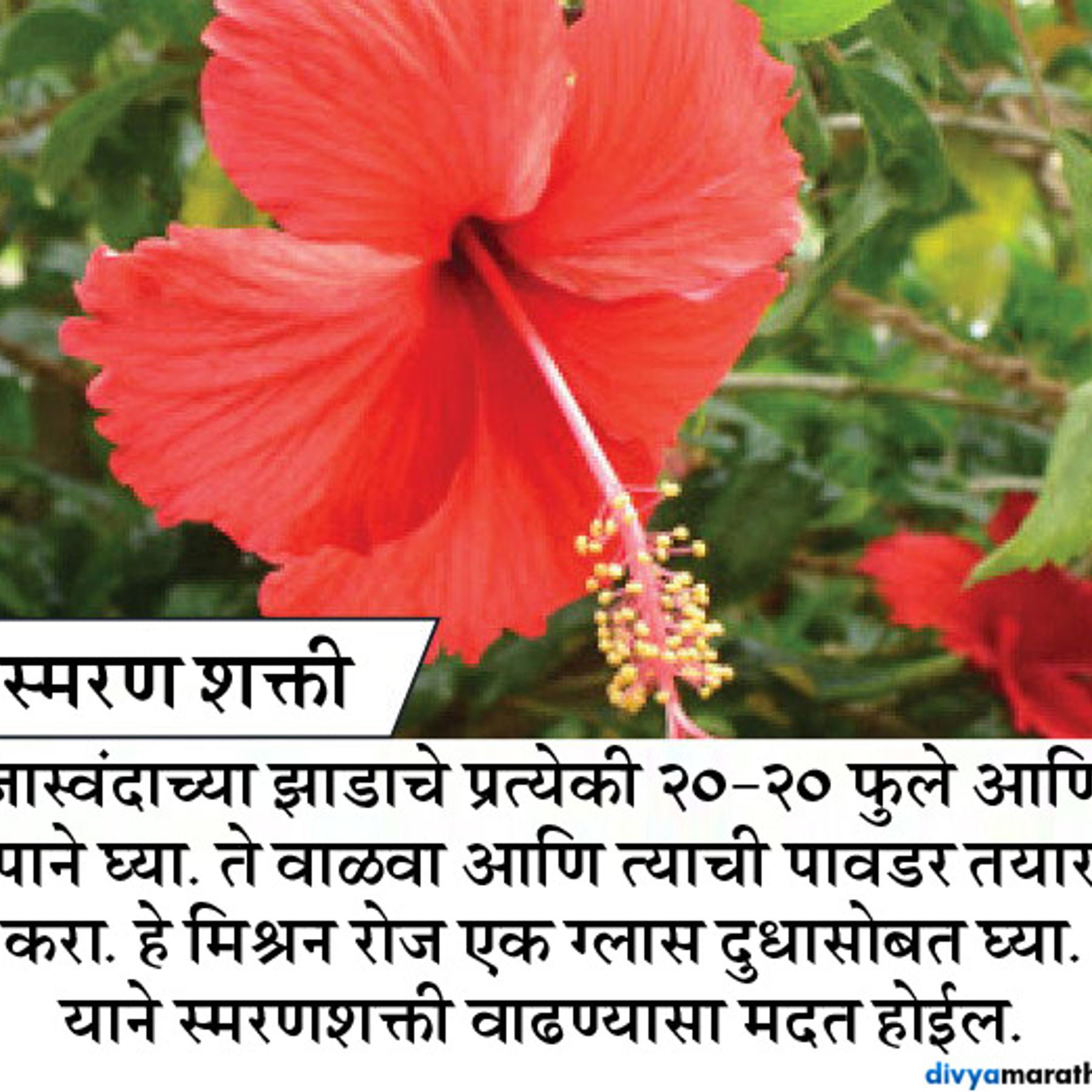 Hibiscus Flower Information In Marathi Best Flower Site
