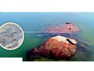 चंबल की कोख में बढ़ रहा है मगरमच्छों का कुनबा; रावतभाटा क्षेत्र में आबोहवा भी आई रास|कोटा,Kota - Dainik Bhaskar