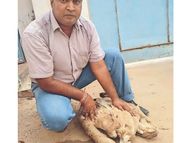 ठंडे इलाकों से आए वल्चर्स ने 46 डिग्री में रहने का बनाया रिकॉर्ड; वाइल्ड लाइफ एक्सपर्ट्स का दावा-राजस्थान में ऐस पहली बार देखने को मिला|बीकानेर,Bikaner - Dainik Bhaskar