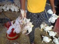 સોલા વિસ્તારમાં મરઘાંના સેમ્પલ પોઝિટિવ આવ્યાં, કલેક્ટરે જાહેરનામું બહાર પાડ્યું - 10 કિમીના વિસ્તારમાં મરઘાં, ઇંડાં વેચી નહીં શકાય|અમદાવાદ,Ahmedabad - Divya Bhaskar