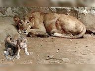 ग्वालियर में शेरनी ने जन्मे तीन शावक, जय और परी के कुनबे में 3 नए मेहमान