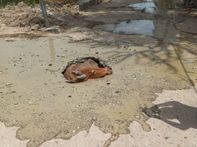 शहर की सड़कों पर संभल कर चले, सीवरेज का काम हो रहा हैं, अभी मवेशी गिरा, आगे आप भी गिर सकते हैं, क्योंकि जिम्मेदार लापरवाह हैं|पाली,Pali - Dainik Bhaskar