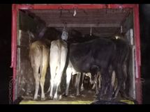 भूसे की बोरियों के पीछे लदी थीं 35 गायें, पुलिस ने गो वंश को मुक्त कराकर डिग्गी स्थित श्री कल्याण गौशाला में छुड़वाए|राजस्थान,Rajasthan - Dainik Bhaskar