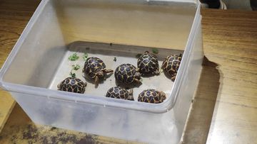 Dog-lover' page on Instagram turns front for illegal wildlife trade