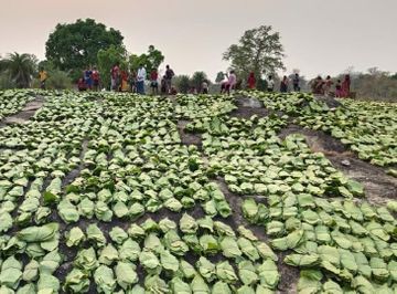 There is no purchase, cultivation is done for the livelihood of 13 lakh  families in the entire state, tendu leaves worth Rs 750 crore are purchased