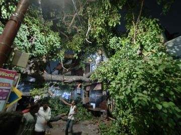 150-year-old peepal tree fell Lucknow | लखनऊ में डेढ़ सौ साल पुराना पीपल का पेड़ गिरा: कई मकान चपेट में आए; नगर निगम के 12 कर्मचारी पेड़ हटाने में जुटे - Lucknow News | Dainik Bhaskar