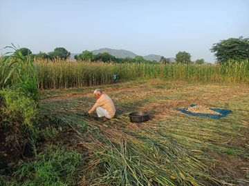 As soon as the rain stopped in Kotputli, the harvesting of millet started