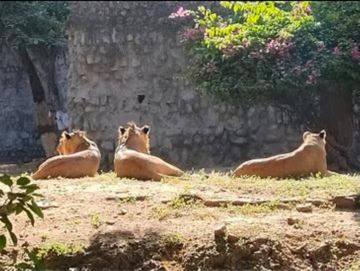 As the cold increases in Gwalior, Zoo's menu changes. | ग्वालियर में ठंड  बढ़ते ही 'जू' का मैन्यू चेंज: लॉयन-टाइगर के बाड़ों में गर्माहट देने के के  लिए हीटर लगाए - Gwalior