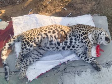Nahargarh Leopard Death | Inter-Species Conflict Suspected