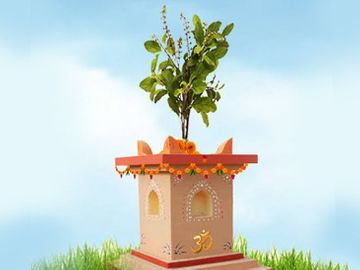 Dev Uthani Ekadashi Tulsi Vivah 2019, Tulsi Plant (Holy Basil) for Air  Pollution, Significance and Religious importance | તુલસીનો છોડ વાયુ  પ્રદૂષણથી બચાવે છે, જાણો તેનું ધાર્મિક અને વૈજ્ઞાનિક મહત્વ શું છે? | Divya  Bhaskar