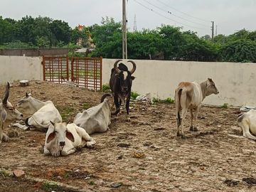 Visnagar Municipality caught 62 stray cattle and brought them to the ground  | પાલિકાએ રખડતા ઢોર પકડ્યા: વિસનગર નગરપાલિકાએ 62 રખડતા ઢોર પકડી મેદાનમાં  પૂર્યા - Visnagar News | Divya Bhaskar