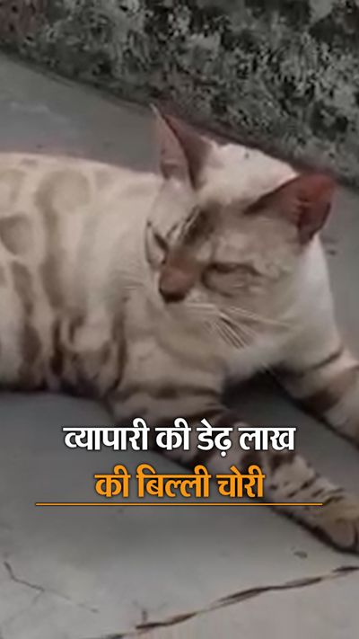 SSP orders investigation, cat is registered with World Cat