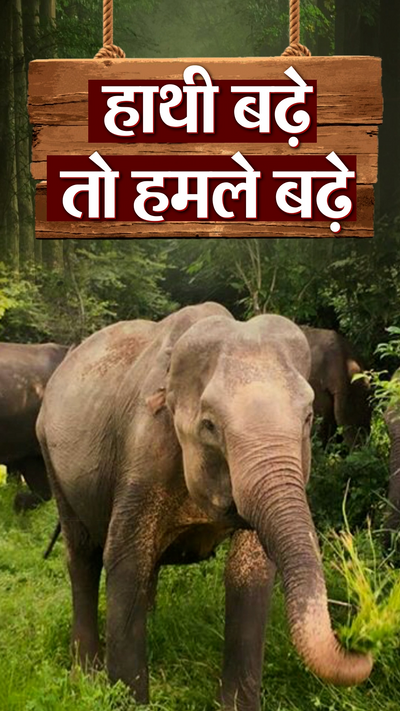 13 killed in elephant attacks in MP in 26 months एमपी में