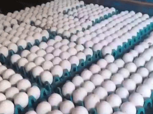 पशुपालन विभाग का कहना है कि मुर्गी पालन करने वालों को अनिवार्य तौर पर इस नियम का पालन करना होगा। (फाइल फोटो)