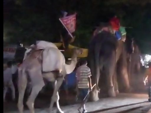 पैसा लूट रहे अधेड़ को उठाकर पटका, गंभीर हालत में पटना रेफर | Hathini lost  her temper in Siwan's Mahaviri Jhanda fair, Picking up the middle-aged who  was looting money, Patna referee