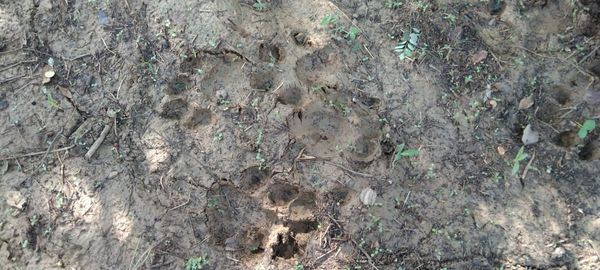 बाघ के पगमार्ग।